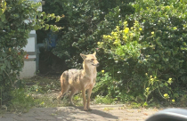 يافا: ظهور أبن آوى في وضح النهار 